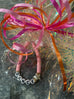The Dance Star Bracelet